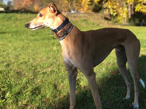 irish greyhounds for sale.
